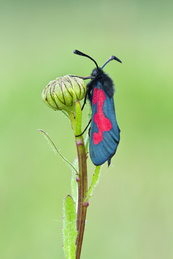 Five-Spot Burnet Moth